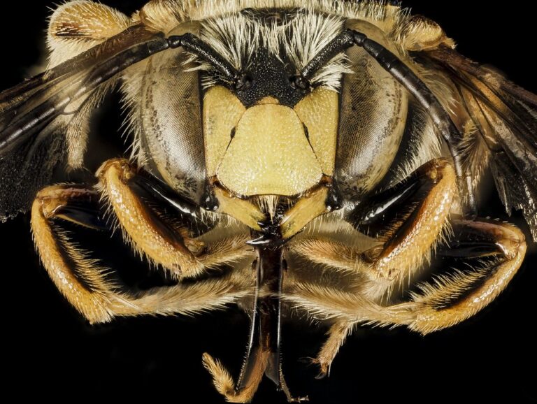 Macrophotographie de la tête d'une abeille sauvage, illustration des exercices de classification du vivant et de génétique en SVT au brevet