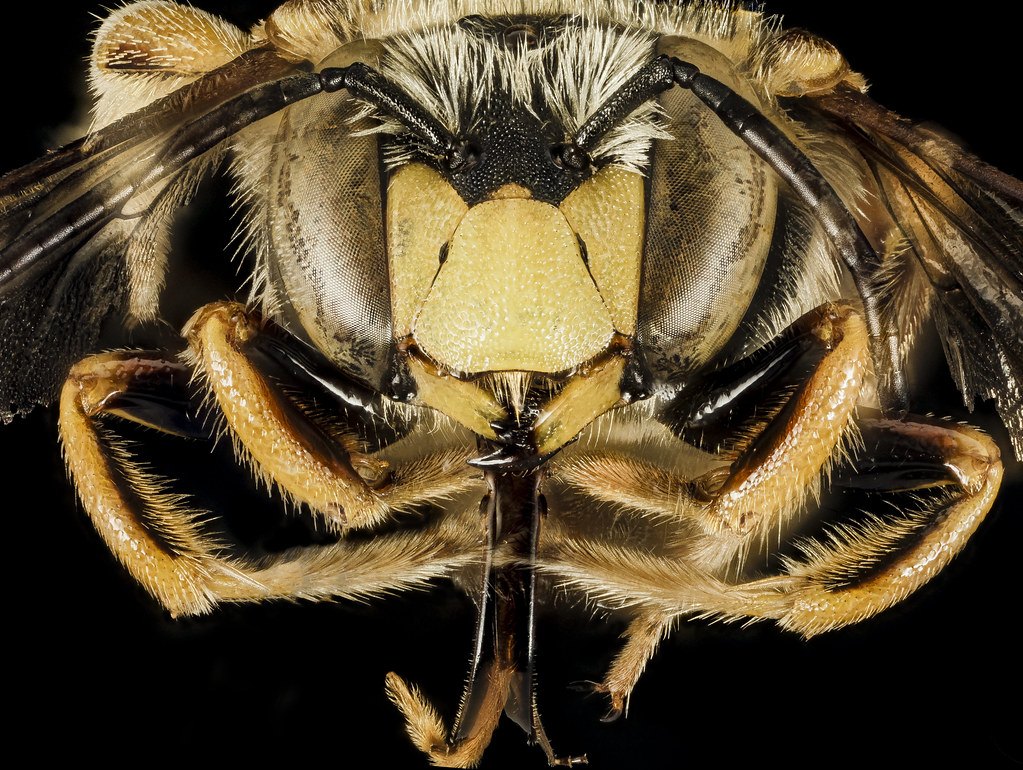 Macrophotographie de la tête d'une abeille sauvage, illustration des exercices de classification du vivant et de génétique en SVT au brevet