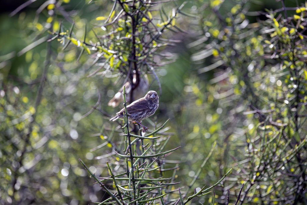 Pinson des Galapagos perché sur une branche, illustration de la sélection naturelle et de l'évolution des espèces au brevet